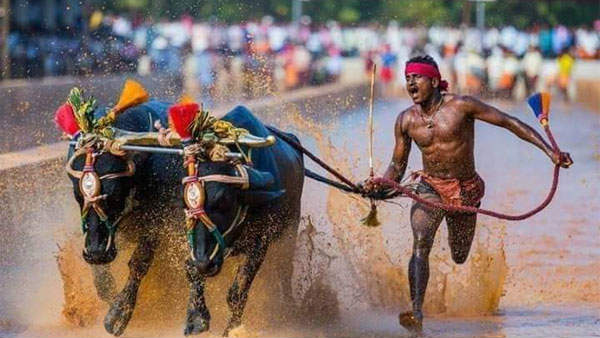 Another Kambala runner Nishant Shetty breaks Srinivas Gowda record Another Kambala runner Nishant Shetty breaks Srinivas Gowda record