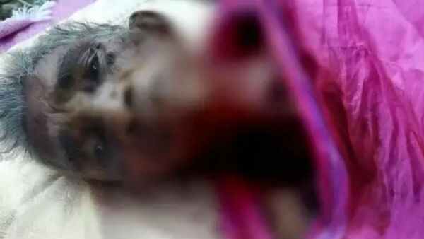 కరోనా దెబ్బకు శ్రీలంక టూ తేని