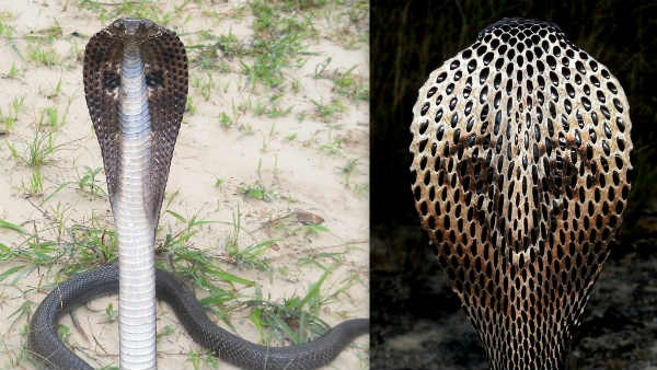 If you harm snakes in this birth what impact will it have on you? If you harm snakes in this birth what impact will it have on you?