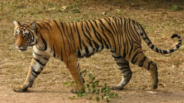 తిప్పేశ్వర్ నుంచి ధ్యాన్గంగాకు..