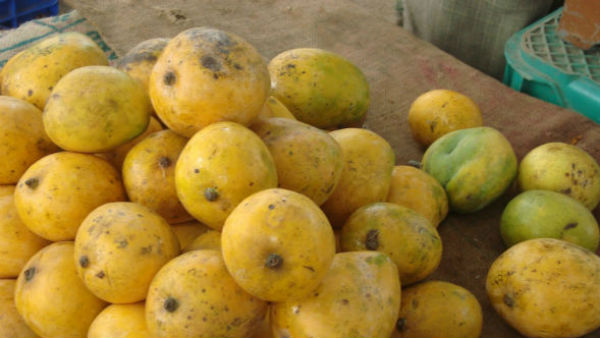 మామిడి రైతులకు లాక్ డౌన్ కష్టాలు