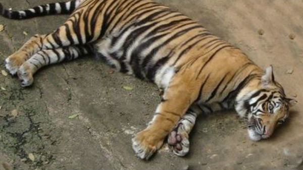 Tigress dies of kidney failure in Delhi zoo, sample sent for covid 19 testing Tigress dies of kidney failure in Delhi zoo, sample sent for covid 19 testing