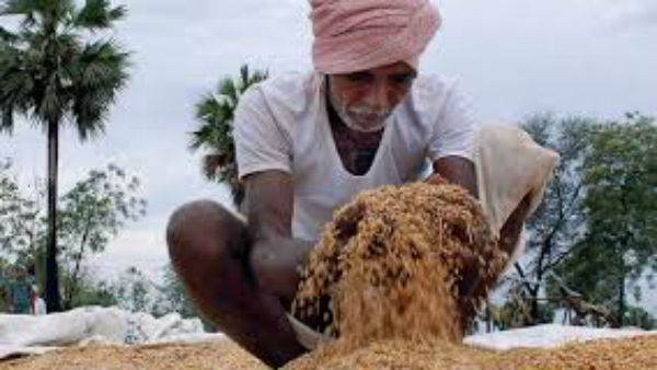 కామారెడ్డి జిల్లాలో పంట తడిసిందన్న ఆవేదనతో కుప్ప వద్దే ఆగిన రైతు గుండె