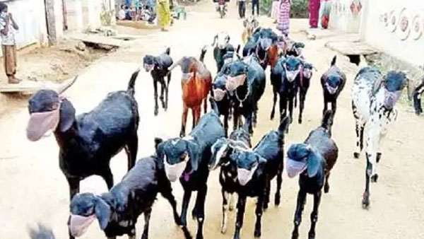 మేకలకు మాస్కులు వేసి..
