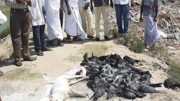 Crows and dogs dying in Tamil Nadu .. New fears for locals about corona virus Crows and dogs dying in Tamil Nadu .. New fears for locals about corona virus