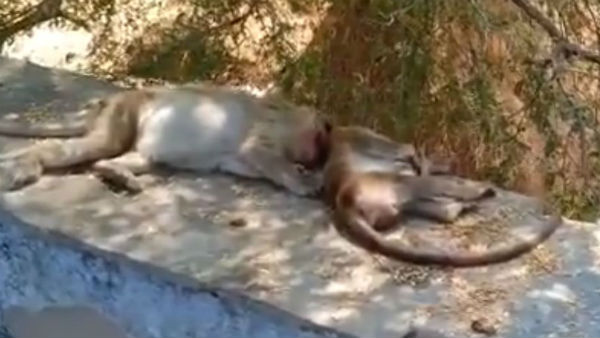 more than 20 monkeys died at Gadivemula village in Kurnool district of Andhra Pradesh more than 20 monkeys died at Gadivemula village in Kurnool district of Andhra Pradesh