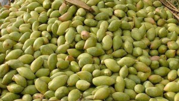 చాలా చోట్ల చెట్టు దిగని మామిడి
