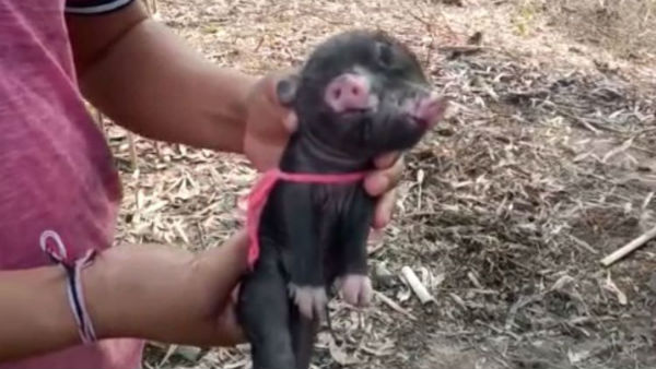 Days after two headed sheep born in Telangana, A two headed piglet makes news in Assam Days after two headed sheep born in Telangana, A two headed piglet makes news in Assam