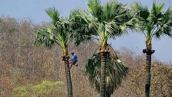 రెండు రోజుల ముందు బుకింగ్ .. కల్లు సంపాదించటం అసలు టాస్క్