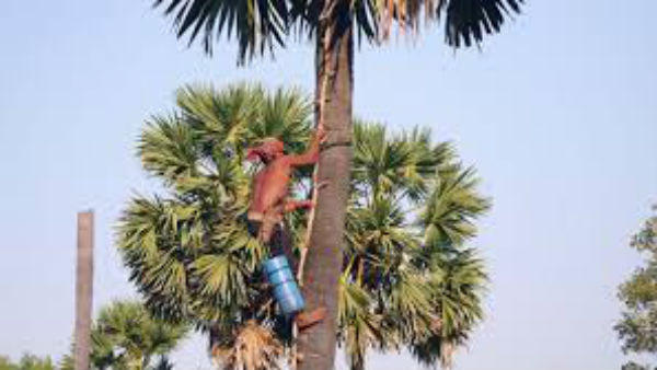 కల్లు దొరికితే హీరోలే .. కల్లు కోసం నానా చావు చస్తున్న మద్యం ప్రియులు