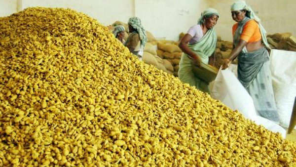 విశాఖ ఏజెన్సీ పసుపుకు డిమాండ్