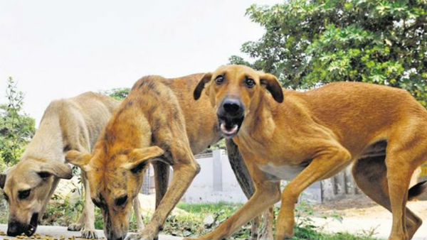దారుణంగా మారిన వీధి కుక్కల పరిస్థితి