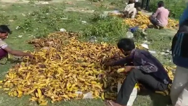 Migrants Pick Bananas Trashed Near Delhi Cremation Ground Migrants Pick Bananas Trashed Near Delhi Cremation Ground