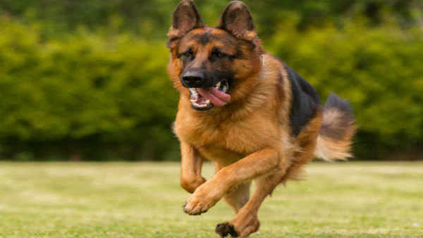 Dog beaten, hanged by 3 men; police hunt for killers Dog beaten, hanged by 3 men; police hunt for killers
