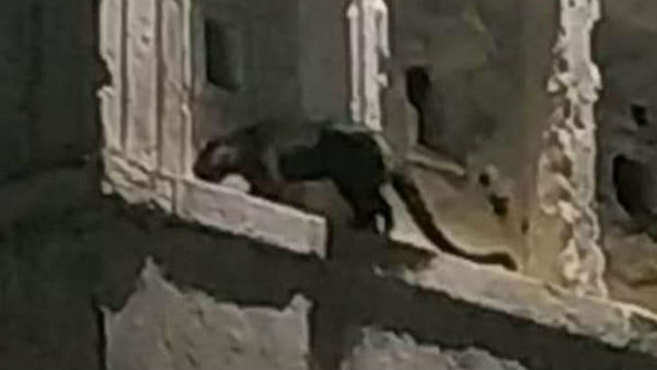 గోల్కొండ పరిసరాల్లో వింత జంతువు..