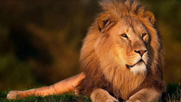 Pride in danger: Babesiosis outbreak claims lives of 23 lions in Gujarat’s Gir forest. Pride in danger: Babesiosis outbreak claims lives of 23 lions in Gujarat’s Gir forest.