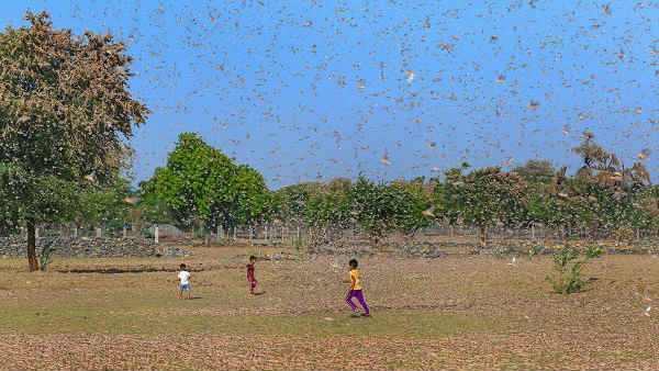 Swarm of locust enter Anantapur and soon to enter Adilabad from Maharashtra Swarm of locust enter Anantapur and soon to enter Adilabad from Maharashtra