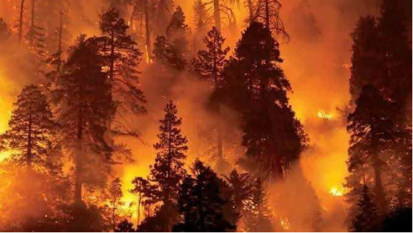 Uttarakhand Forest Fire: Over 50 Hectare Land Gutted For the past four days Uttarakhand Forest Fire: Over 50 Hectare Land Gutted For the past four days