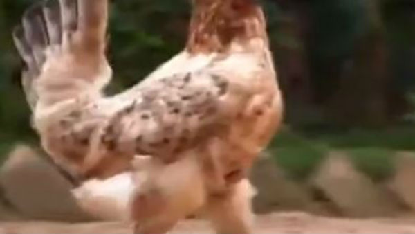 ఆకుపచ్చ సోన..
