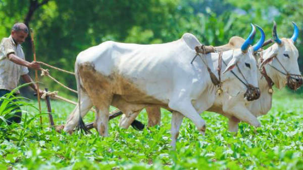 భారతీయ జీవన విధానానికి వ్యవసాయం మూలస్తంభం
