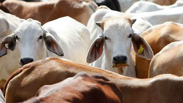 a cow severely injured after country made bomb blasted in her mouth in chittoor a cow severely injured after country made bomb blasted in her mouth in chittoor