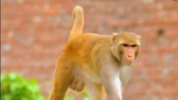 కోతి కళేబరంపై కాలిన గాయాలు..