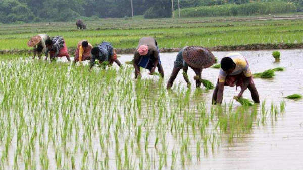 ఇదీ నియంత్రిత వ్యవసాయ విధానం..