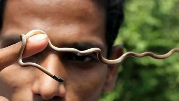 Meerut farmer gets scary shock, finds 40 baby snakes coming out from AC Meerut farmer gets scary shock, finds 40 baby snakes coming out from AC