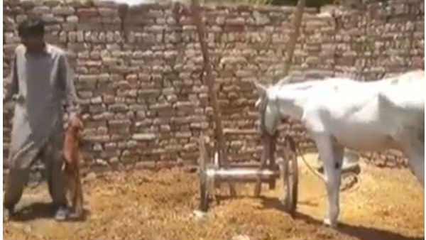 రేసు గుర్రం తెలుసు, రేసు గాడిద ఏందిరా బాబు ?