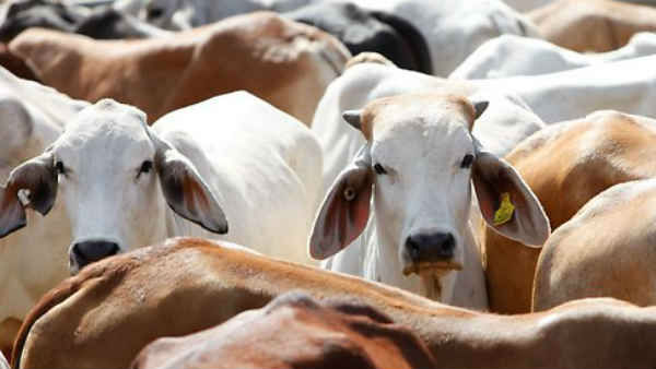 Cow death after three days torture with the bomb blast injuries Cow death after three days torture with the bomb blast injuries