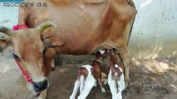 వేరేదారిలేక ఆవు అమ్మేశాడు