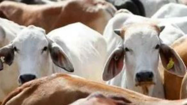 ఆవు మీద కామాంధుడు కళ్లుపడ్డాయి