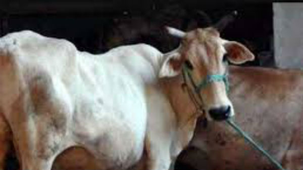 షాకింగ్ సంఘటనలు