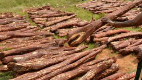 Red sandalwood smugglers attack .. pelted stones on task force police Red sandalwood smugglers attack .. pelted stones on task force police