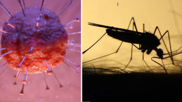 Fact Check:Mosquitoes will not spread Coronavirus, Here is what experts say Fact Check:Mosquitoes will not spread Coronavirus, Here is what experts say