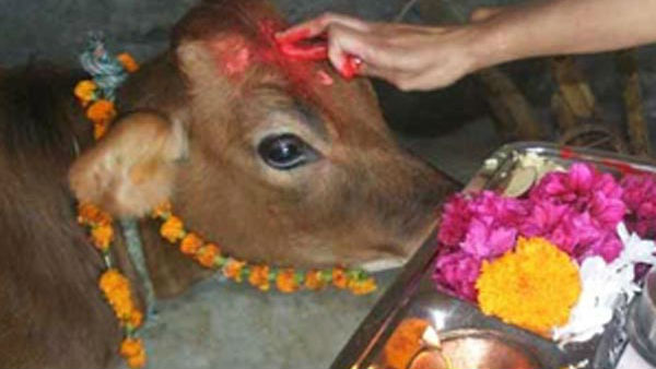 ఆవును పూజించడం వల్ల ఎంతో మంచిది