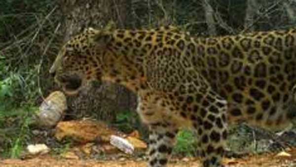 leopard attacks a man on bike in tirupati leopard attacks a man on bike in tirupati