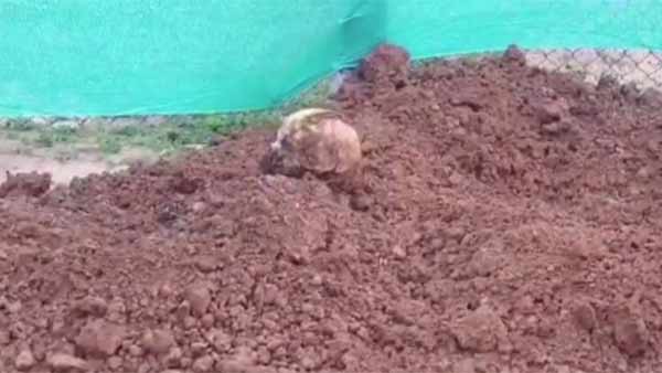 ఫారెస్టు పక్కనే డాగ్ ఫామ్