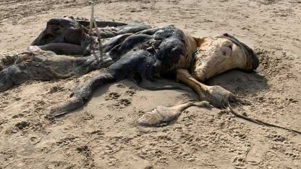 Mysterious 15-Foot Creature Found Washed Up On Beach Mysterious 15-Foot Creature Found Washed Up On Beach