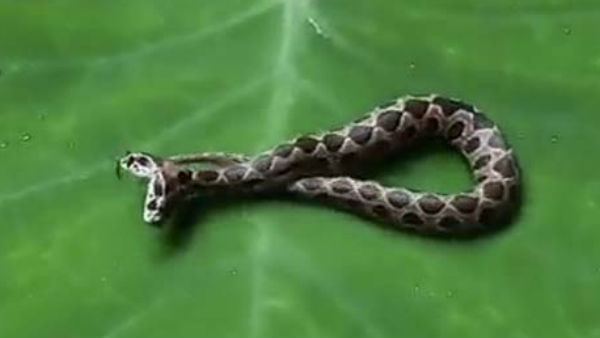 A rear Two headed Viper snake found in Mumbai, Video goes viral on social media A rear Two headed Viper snake found in Mumbai, Video goes viral on social media