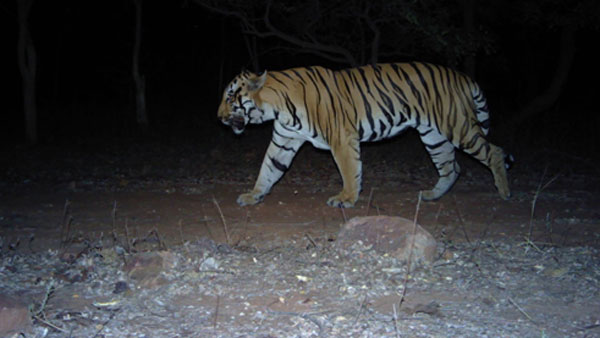 leopard attacks a man on bike in tirumala leopard attacks a man on bike in tirumala