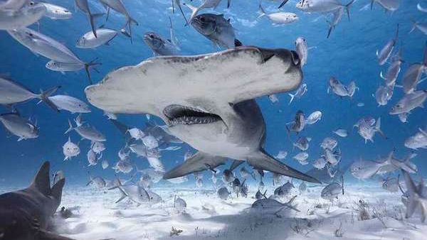 COVID-19 Vaccine Can Lead to Killing of Half a Million Sharks on The Planet COVID-19 Vaccine Can Lead to Killing of Half a Million Sharks on The Planet