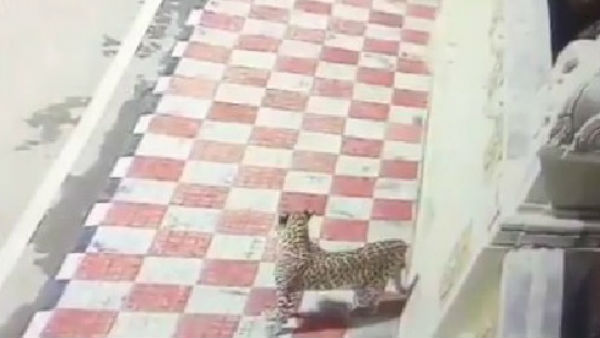 another leopard spotted at tirumala near museum complex another leopard spotted at tirumala near museum complex
