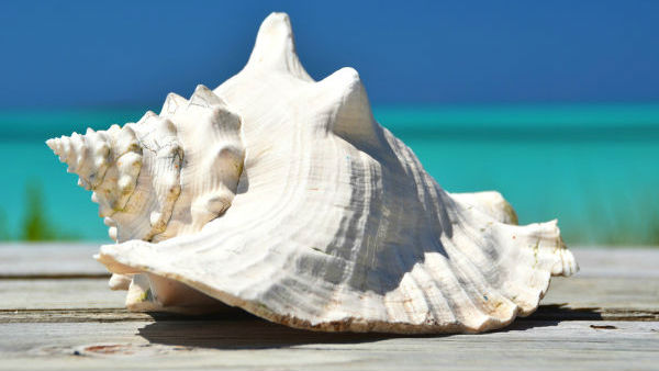 What is the importance of Shells, why are they worshipped as Lakshmi Devi? What is the importance of Shells, why are they worshipped as Lakshmi Devi?