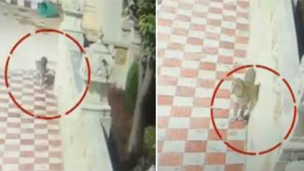 another leopard spotted at tirumala near museum complex another leopard spotted at tirumala near museum complex