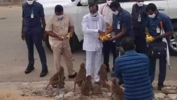 కోతులకు స్వయంగా అరటిపండ్లు పంచిన కేసీఆర్