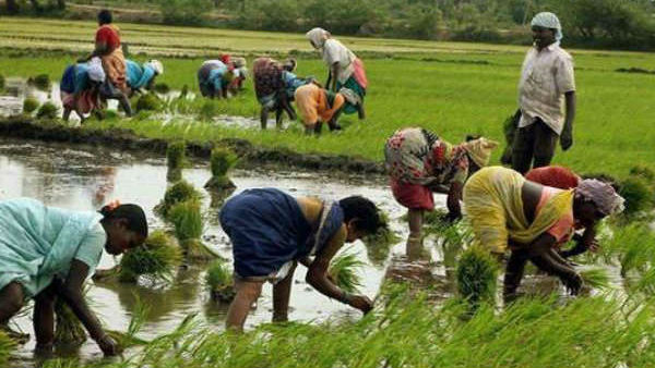 6 రకాల పంటలపై కనీస మద్దతు ధర పెంచిన కేంద్రం