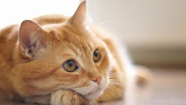 Drugs used for covid affected cats will work for humans also,says a study Drugs used for covid affected cats will work for humans also,says a study
