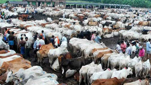 virus attacks cattle in vikarabad till now 300 were dead virus attacks cattle in vikarabad till now 300 were dead