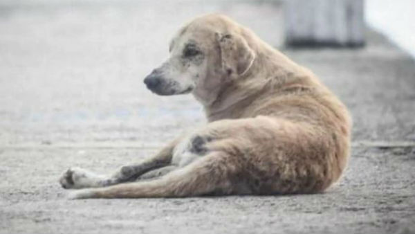 Video of man throwing dog in lake goes viral, netizens demand action.. Video of man throwing dog in lake goes viral, netizens demand action..